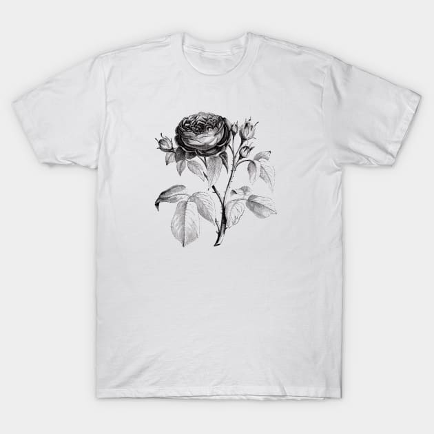 Black Rose Flower T-Shirt by Biophilia